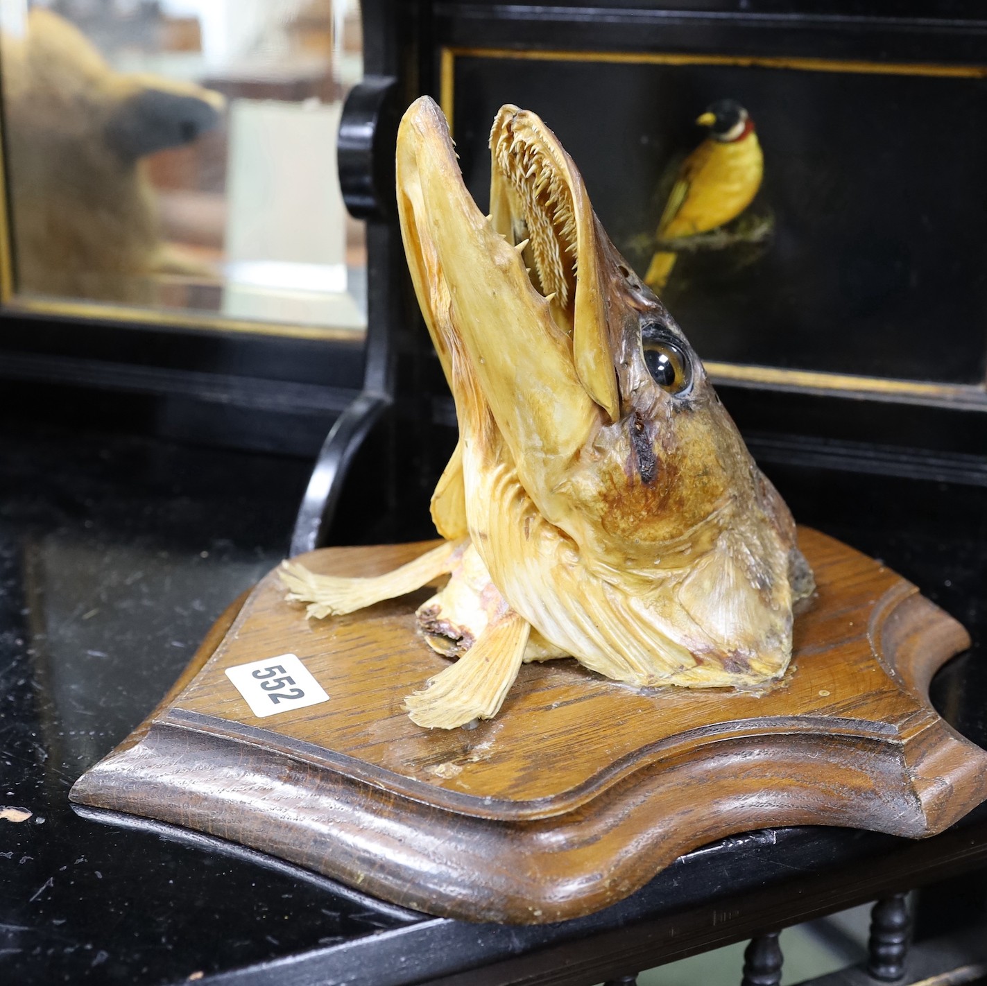 A Pike head on an oak shield, shield 30cms high